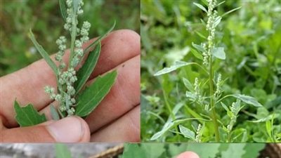 Discovering the Health Benefits of Lamb’s Quarters