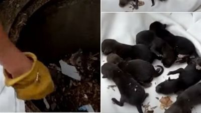After Firefighters Rescue Puppies From Drain, Vet Rejects Them Because Of Firemen’s Single Mistake