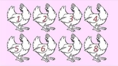 Strickly for the » Genius» Which chicken is different? No winners yet.