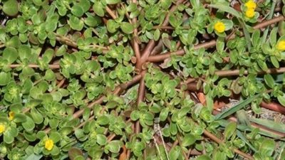 If you see this in your yard, do not break it under any circumstances