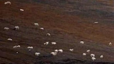 Tourists Thought They Were Approaching A Flock Of Grazing Sheep, Had No Idea How Wrong They Were