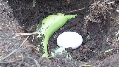 You can avoid using chemical fertilizers by using a miracle fertilizer.