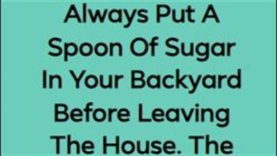 Always Put A Spoon Of Sugar In Your Backyard Before Leaving The House. Here’s Why