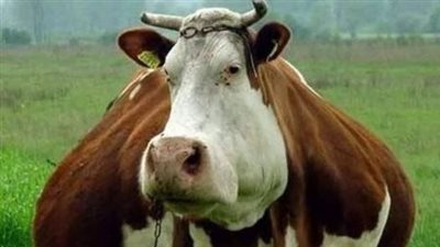 Farmers Were Shocked When They Saw What The Cow Gave Birth To