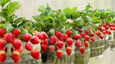 How to Grow Strawberries at Home: The Secret to Abundant Production in 5L Plastic Bottles Full article in the first comment 💬👀