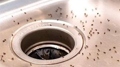 Gnats in the Kitchen: 7 Tips to Get Rid of The Only polite members will say thank you The article in first comment😊