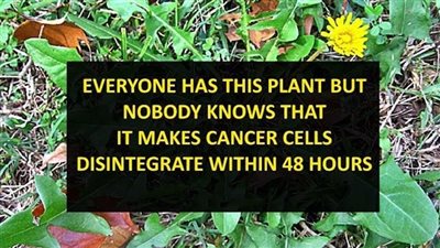 This plant allegedly makes cancer cells disintegrate within 48 hours