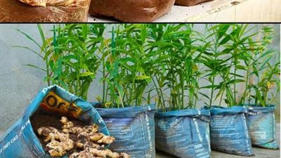 How to Grow Ginger in Plastic Bags: A Guide to Abundant Harvest check first comment 💬👀