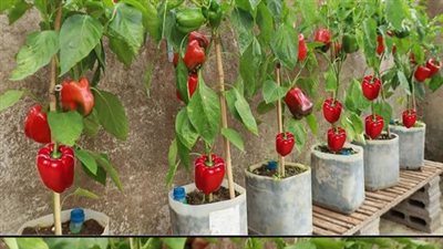 The Secret to Abundant Bell Pepper Production: Growing in Small Space