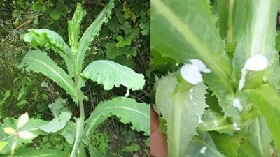 How to Make Wild Lettuce Extract for Pain and Sleep