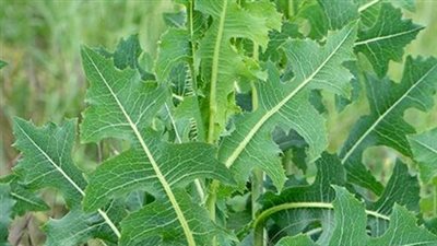 Lactuca Serriola (Prickly Lettuce): Discover the Hidden Treasures of this Wild Medicinal Plant