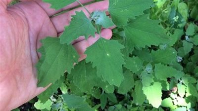 Lamb’s Quarters (Chenopodium album): Unveiling Its Medicinal Potential and Culinary Uses