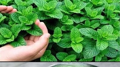 8 Incredible Reasons to Grow Mint at Home