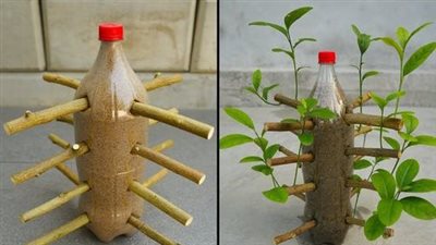 Lemon Tree Propagation: A 99% Success Method