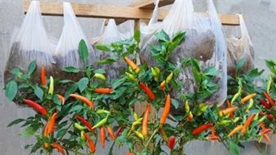 Growing Peppers in Hanging Plastic Bags: A Space-Saving Gardening Solution