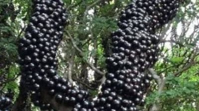 This strange looking fruit has the most unknown secret health benefit in the world