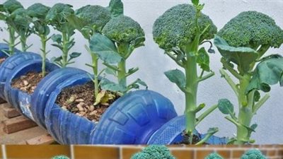 How to Grow Broccoli at Home in Containers