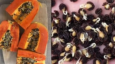 Grow Papaya at Home in Pots: Tips for an Abundant Harvest