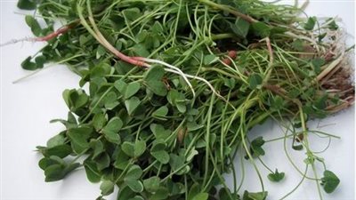 Why You Shouldn’t Kill Wood Sorrel in Your Garden: 8 Compelling Reasons