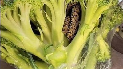 Man is Horrified to Find a Ladder Snake Inside a Bag of Broccoli He Purchased From