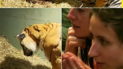 Tiger mom gives birth to lifeless cub – caretaker left astonished at her reaction
