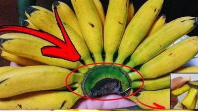 Never Throw Away This Part of the Banana: Here’s Why It’s Valued at Home