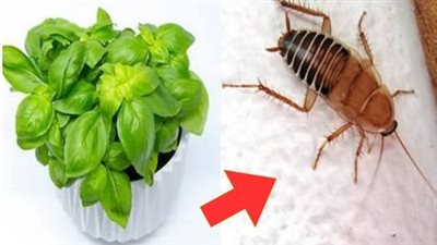 These 8 Plants Keep Cockroaches and Flies Away from Our Homes