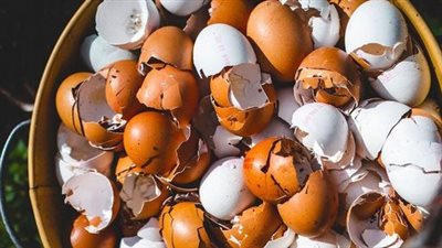 Most People Throw Away Eggshells, But They Don’t Know How Important They Are!