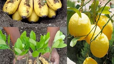 How to plant a lemon in a cup to perfume and decorate the house