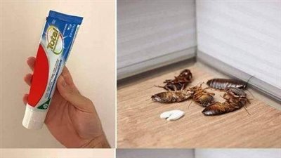 How to Use Toothpaste to Eradicate Cockroaches