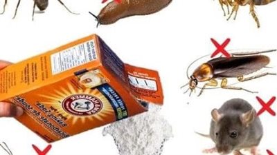 How to keep insects away from the house with baking soda