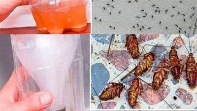 A Powerful Home Recipe To Get Rid Of Mosquitoes And Cockroaches Forever