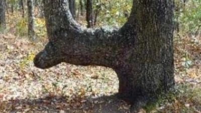 If You See A Bent Tree In The Forest, Start Looking Around Immediately