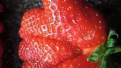 How to grow strawberries: Great tips