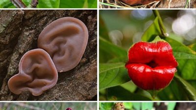 6 Fascinating Plants That Resemble Human Body Parts