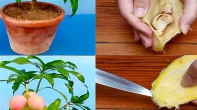 How to Successfully Cultivate a Mango Tree from Seed