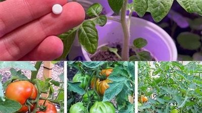 With step-by-step pictures of how to plant tomato seeds and how you can grow them