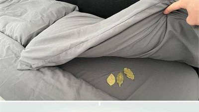 Place three bay leaves under the bed before bed: here’s why