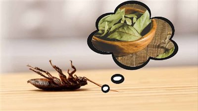 Bay leaves: the best remedy to repel cockroaches!