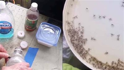 With these 4 ingredients in your kitchen, say goodbye to midges forever!