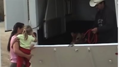 Cow cries constantly for missing baby, then looks through the fence and loses control